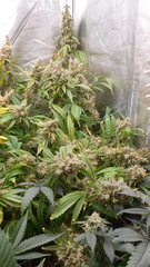 DSCN2055.JPG
