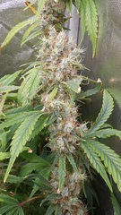 DSCN2062.JPG