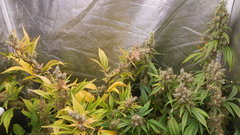 DSCN2065.JPG