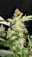 DSCN2071.JPG