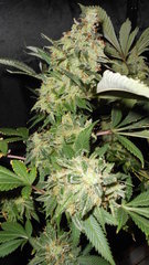 DSCN2072.JPG