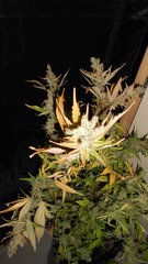DSCN2089.JPG