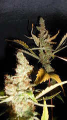 DSCN2096.JPG