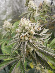 Wakanda x Strawnana - Purple city genetics