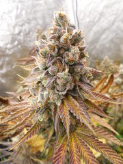 Monkey Banana - Paisa Grow