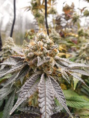 Monkey Banana - Paisa Grow