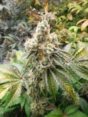 Monkey Banana - Paisa Grow