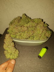 AmnesiaGold#3