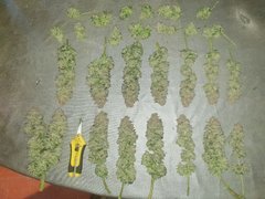 AmnesiaHaze#3