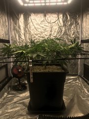 OG Kush Cro +56