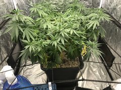 Cro +70 Jungle