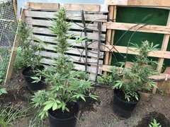 IMG_0056.jpeg