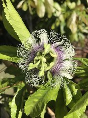 IMG_0102.jpeg