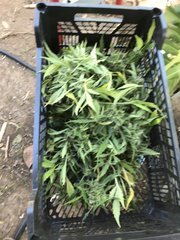 IMG_0348.jpeg