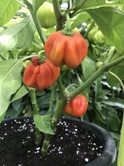 IMG_0804.jpeg