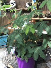 IMG_0806.jpeg