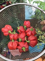IMG_0850.jpeg