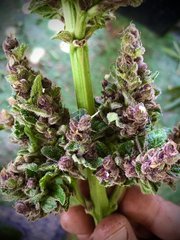 IMG_1072.jpeg