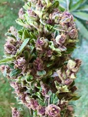 IMG_1073.jpeg