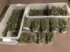 500g + 520g séchage +10 Maturation +20
