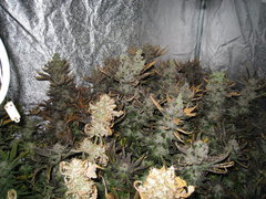 IMG_3169.JPG