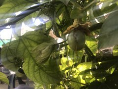 IMG_4203.jpeg
