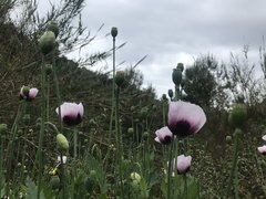 IMG_4217.jpeg