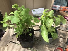 IMG_4260.jpeg