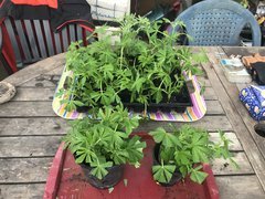 IMG_4302.jpeg