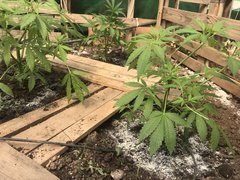IMG_4372.jpeg