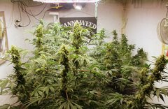 +64 de 11/13 du Run intermédiaire des fems de chez Aceseeds