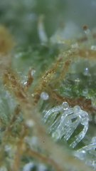 Trichomes
