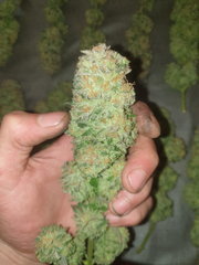 AmnesiaHaze#4