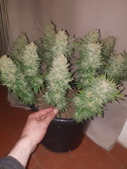 Amnesiahaze5