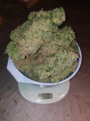 Amnesiahaze