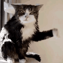 cat-cats.gif.1695325547048b855e227d2a6c3d1a90.gif
