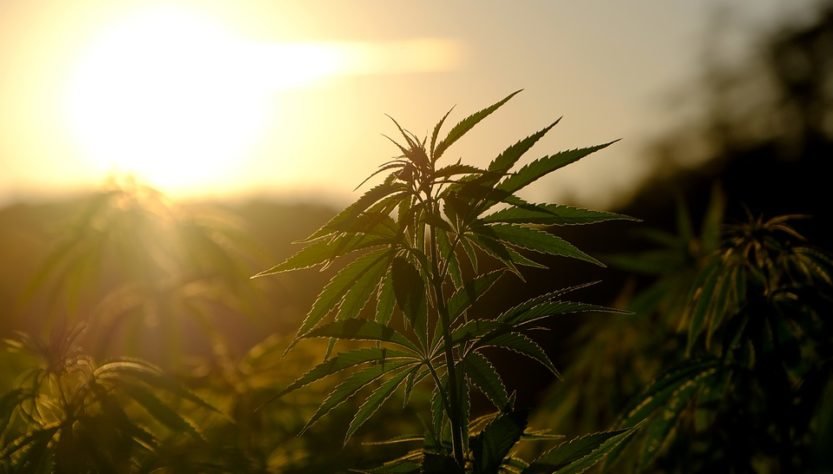 Légalisation du cannabis : le débat n’est pas enterré