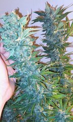 F+55(8).jpg