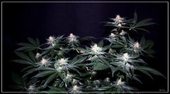 FLO+42 King Kush A.JPG
