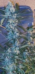 F+45 O'Haze.jpg