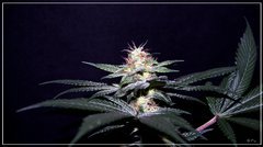 FLO+42 King Kush B.JPG