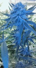 F+45 O'Haze (2).jpg