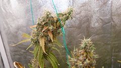 DSCN2105.JPG