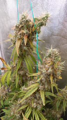 DSCN2106.JPG