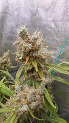 DSCN2107.JPG