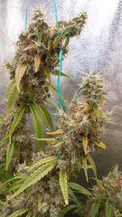 DSCN2109.JPG