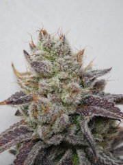 Wakanda x Strawanana #2 - Purple city genetics
