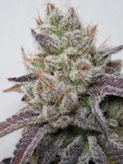 Wakanda x Strawanana #2 - Purple city genetics
