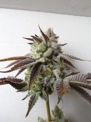 Wakanda x Strawanana #2 - Purple city genetics