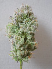 Wakanda x Strawanana #2 - Purple city genetics